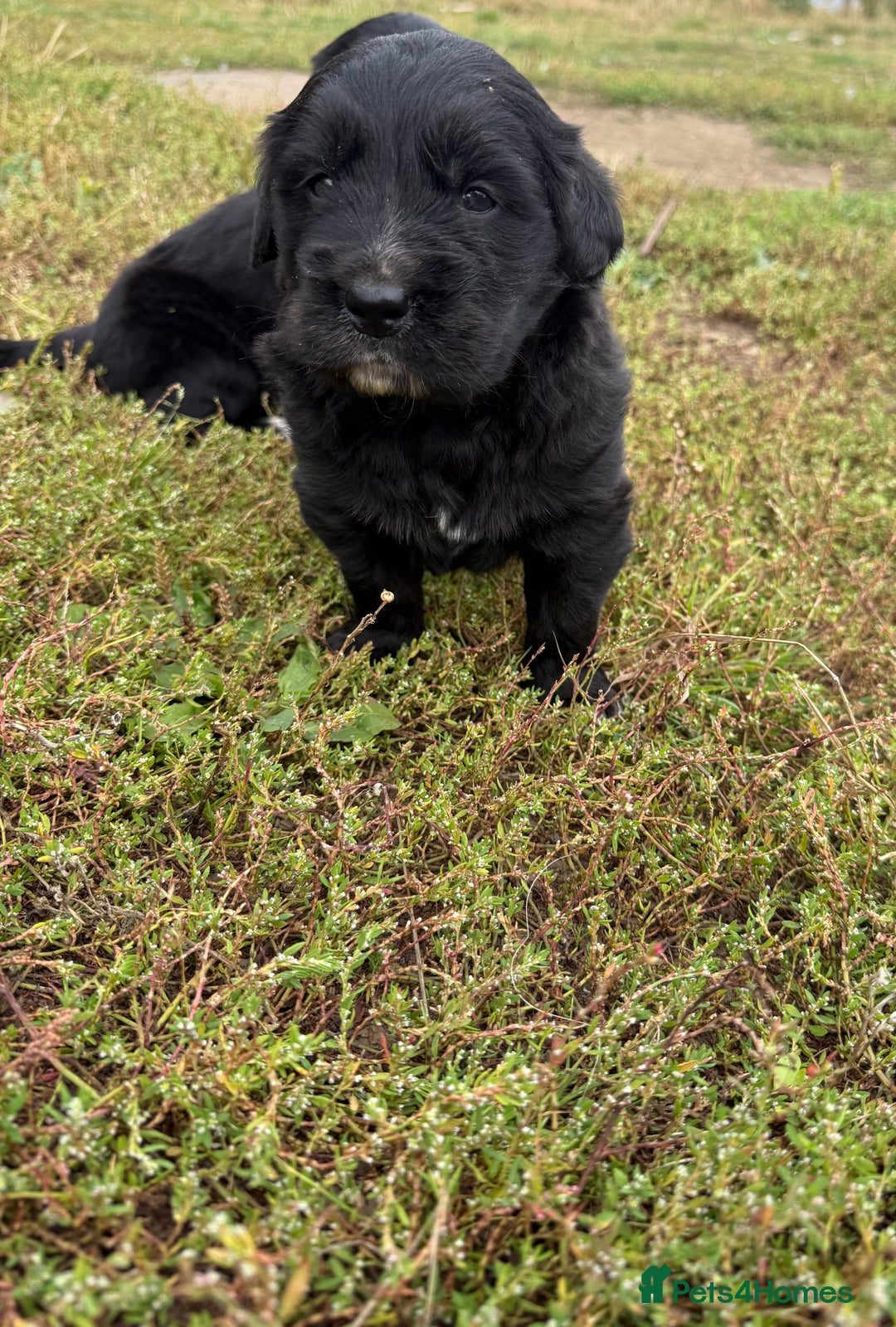 Mixed Breed dogs for sale: Bernese X Golden Retriever Puppies - Image 19
