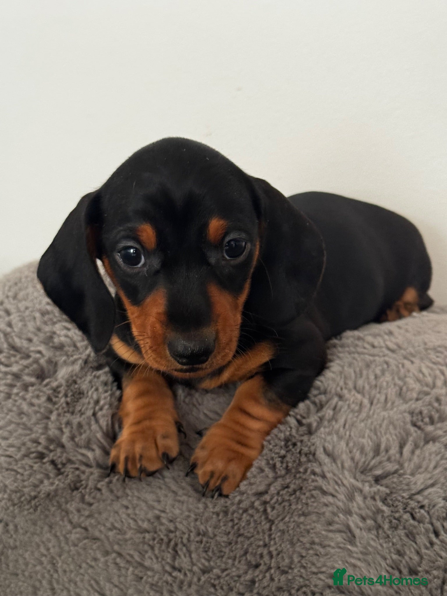 Miniature Dachshund dogs Stunning mini dachshund pups - Advert 2