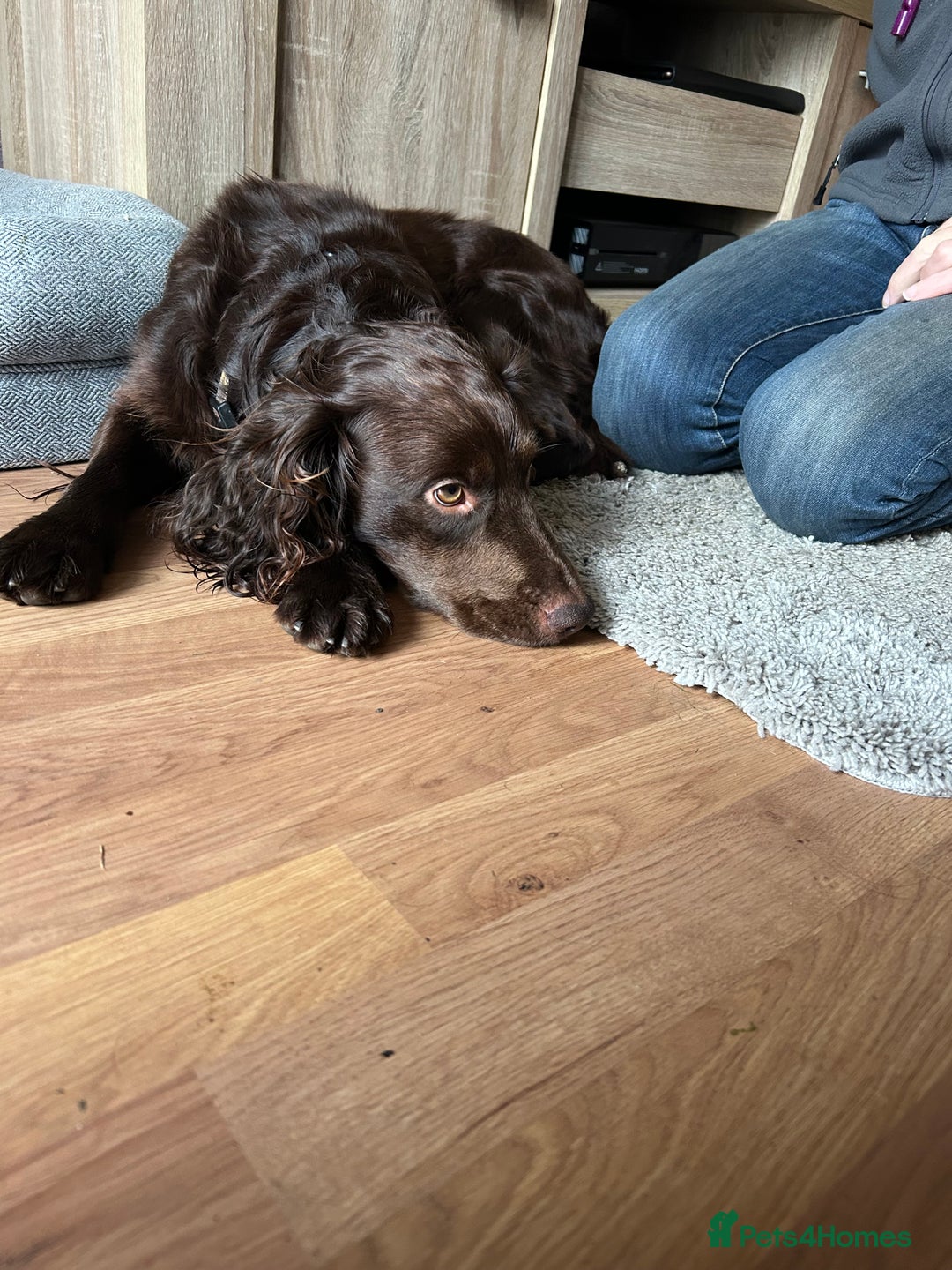 Cocker Spaniel dogs for sale: Working Cocker Spaniel - Image 4