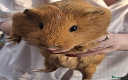 Guinea Pig rodents for sale: 3 Female Guinea Pigs- plus Hutch and extras - Image 3