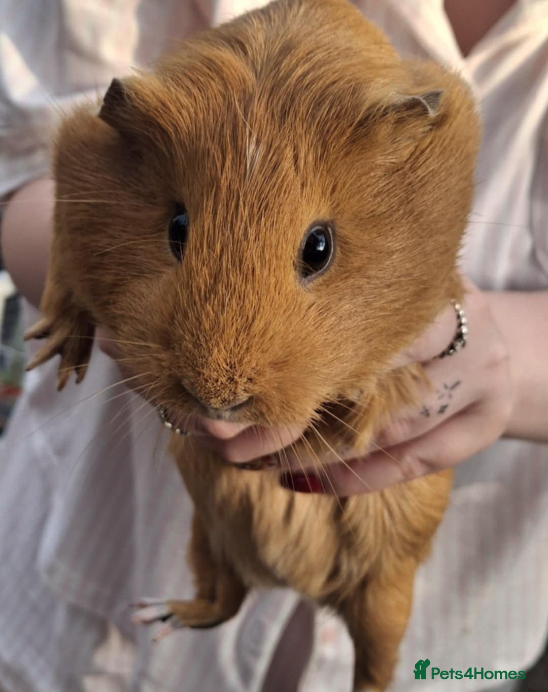 Guinea Pig rodents for sale: 3 Female Guinea Pigs- plus Hutch and extras - Image 3