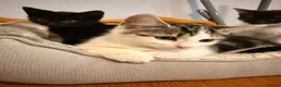 Domestic Shorthair cats for sale: Kittens for sale - Advert 9