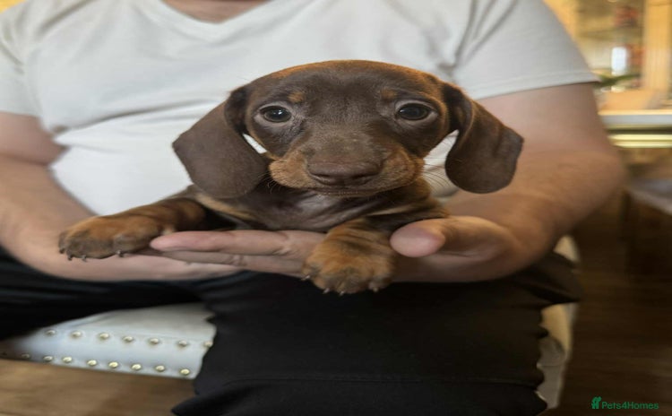 Miniature Dachshund dogs - Advert 16