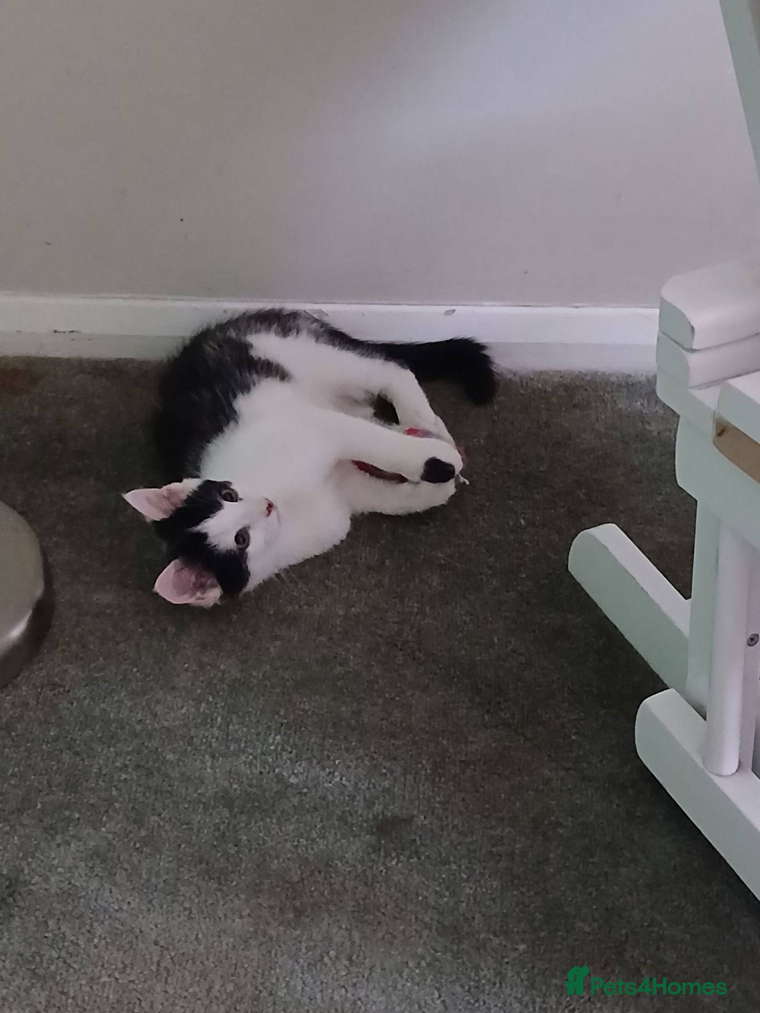 Mixed Breed cats Tiny male kitten,  black and white - Advert 12