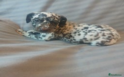 Dalmatian dogs for sale: Dalmatian Ready to home 1×girl 1× boy(£550)) - Image 28