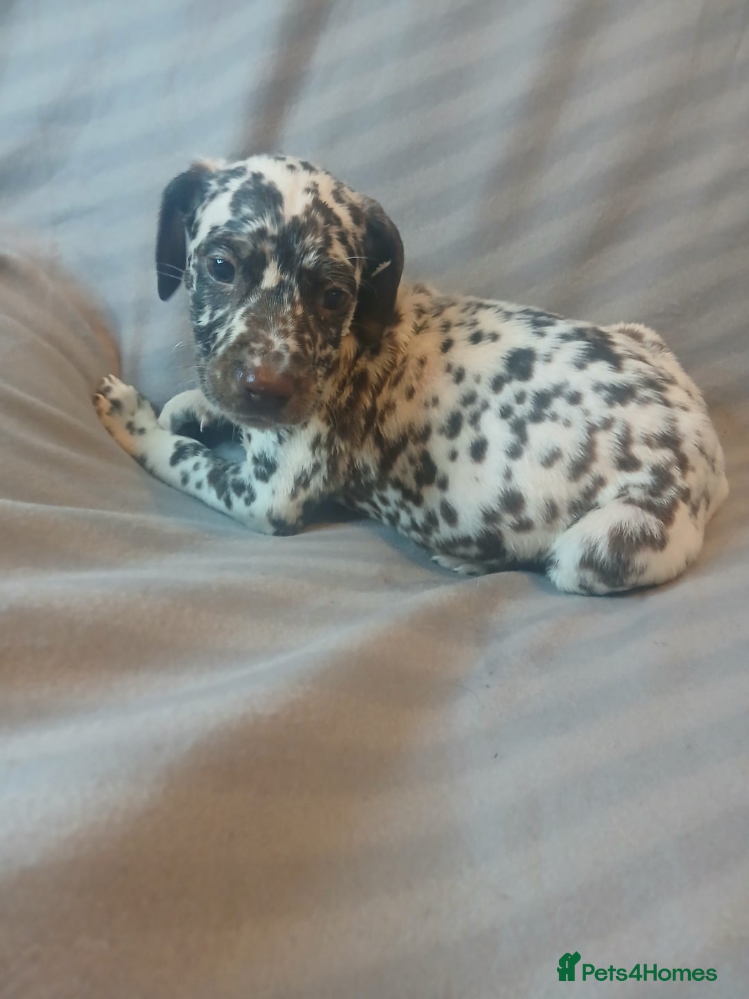Dalmatian dogs for sale: Dalmatian Ready to home 1×girl 1× boy(£550)) - Image 28