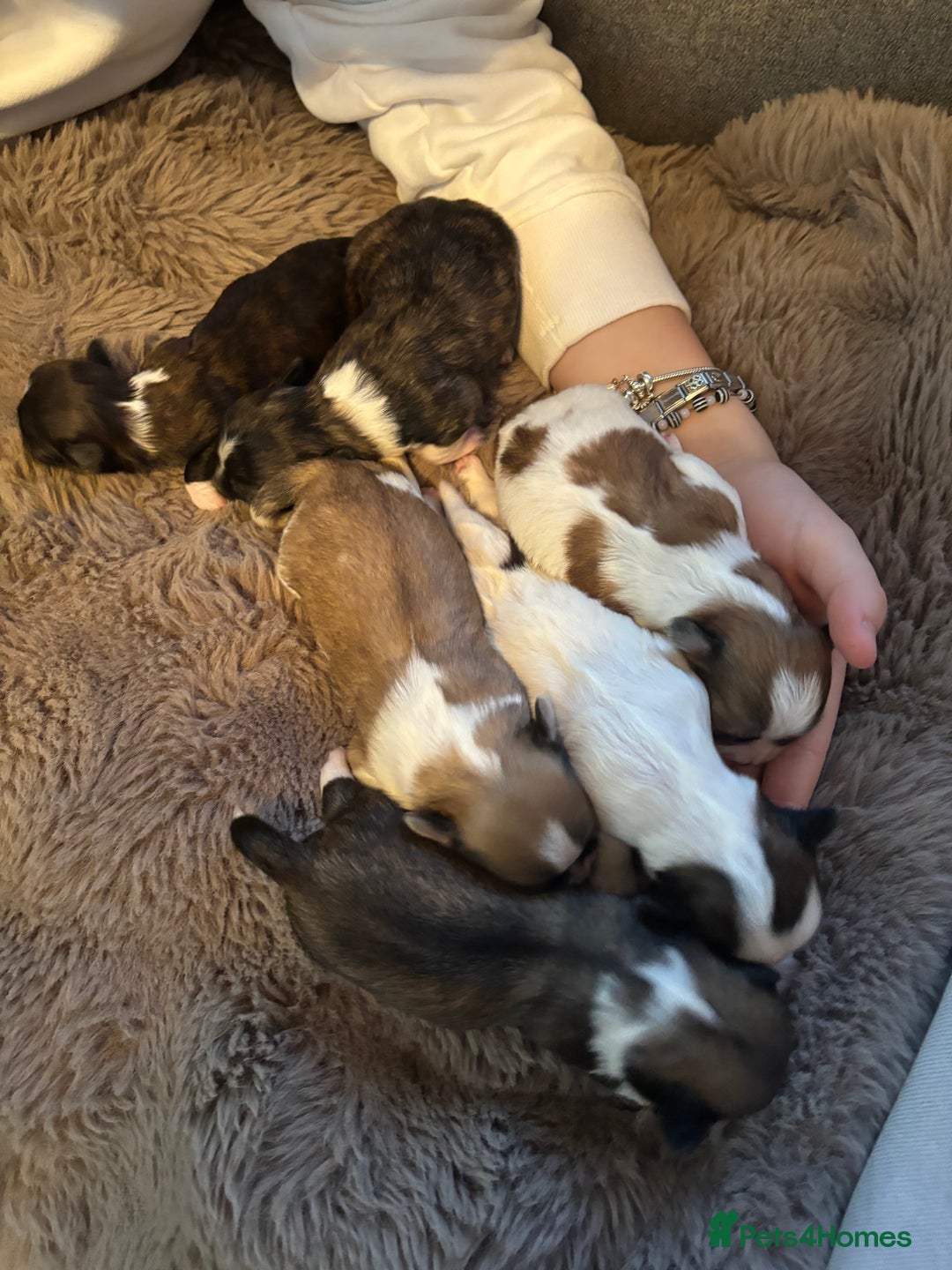 Lhasa Apso dogs for sale: Lhasa Apso Puppies for sale - Image 2