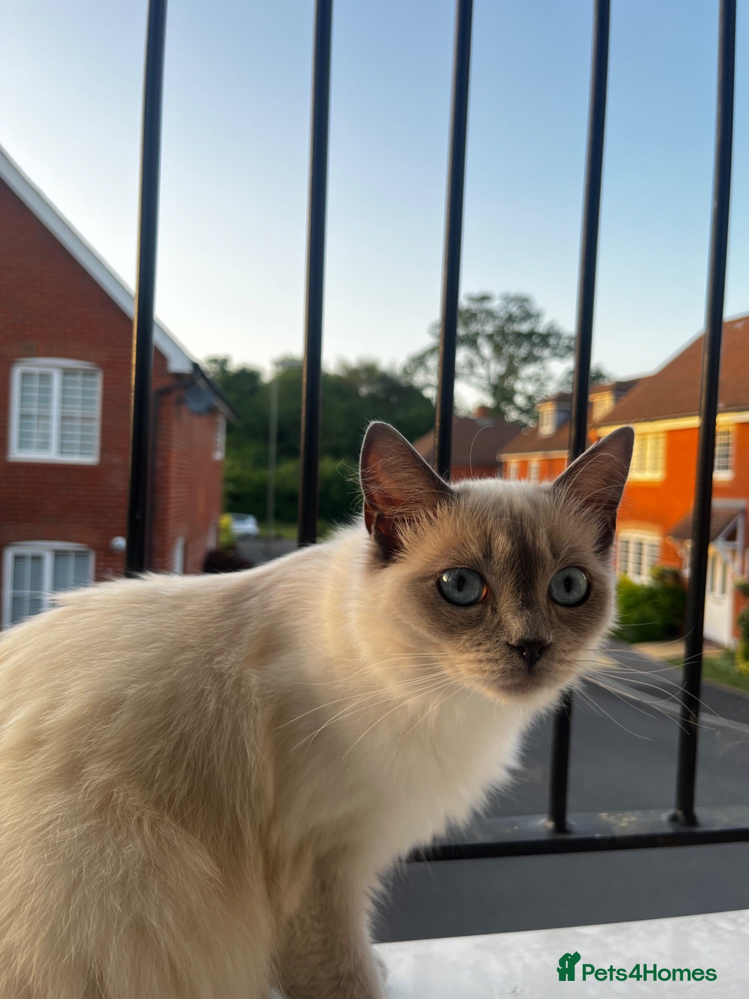 Ragdoll cats Ragdoll female for rehoming  - Advert 1