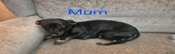 Miniature Dachshund dogs for sale: 2 Male Miniature Dachshund Puppies - Advert 8
