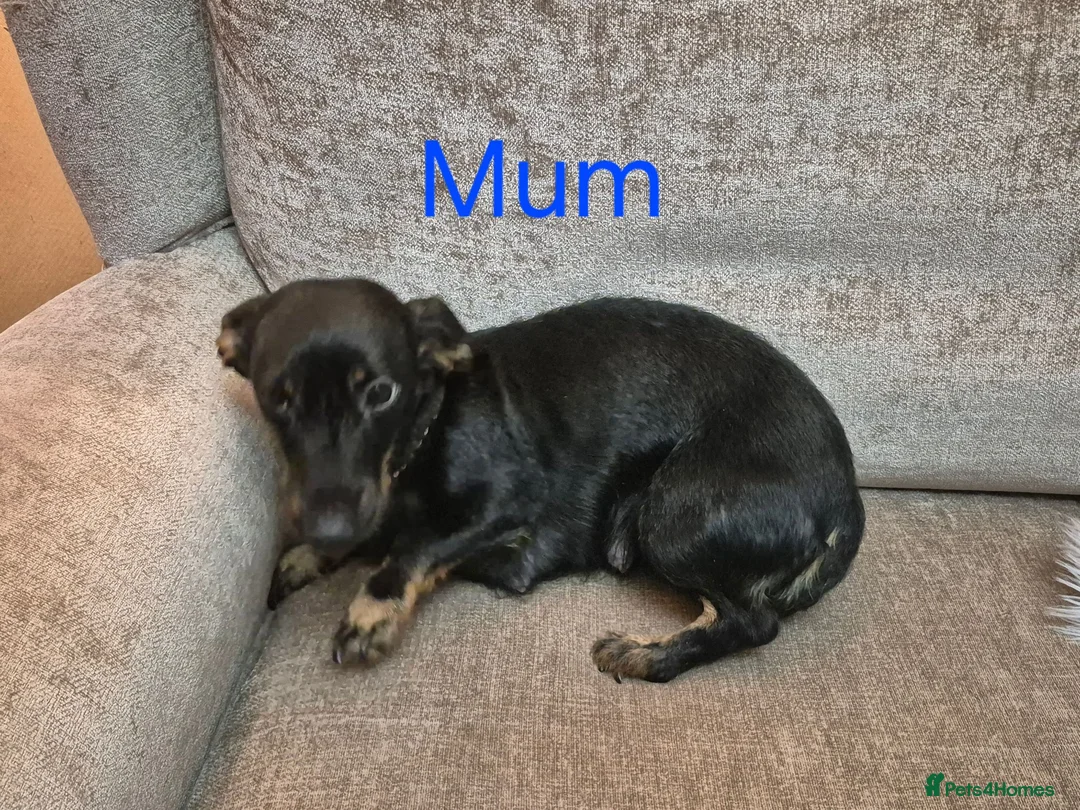 Miniature Dachshund dogs for sale: 2 Male Miniature Dachshund Puppies - Advert 8