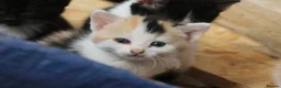 Mixed Breed cats for sale: Playful kittens  - Advert 5