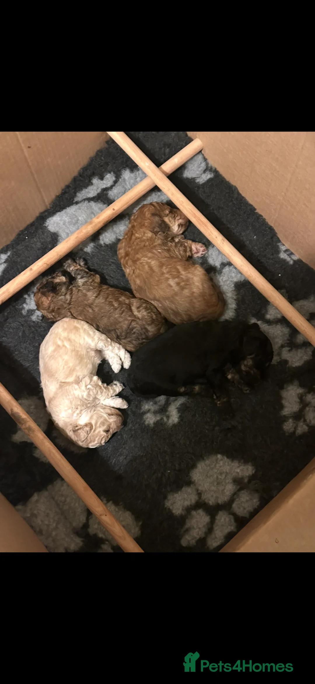Toy Poodle dogs for sale: 💫Extensively Health tested Kc toy poodle male 💫 - Advert 7
