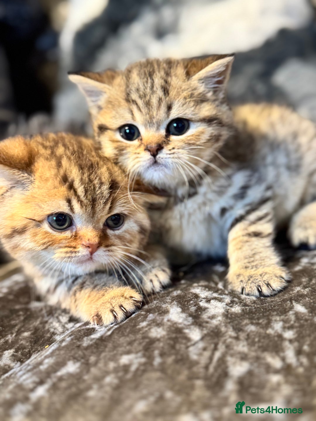 British Shorthair cats for sale: Stunning Golden kittens  - Image 7