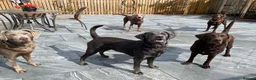 Labrador Retriever dogs for sale: Perfect health tested Silver & Charcoals  - Advert 19