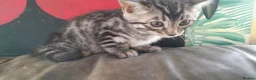 Bengal cats for sale: Bengal kittens Ready now - Advert 6