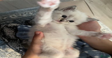 Ragdoll cats - Advert 8