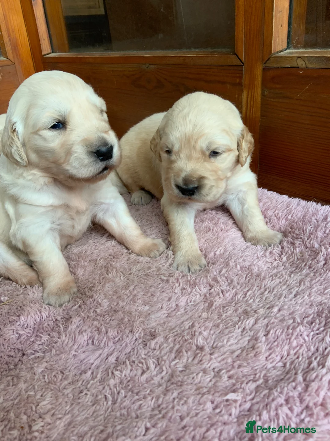 Golden Retriever dogs for sale: Gorgeous KC registered Golden Retreiver Puppies in Lancaster - Advert 2