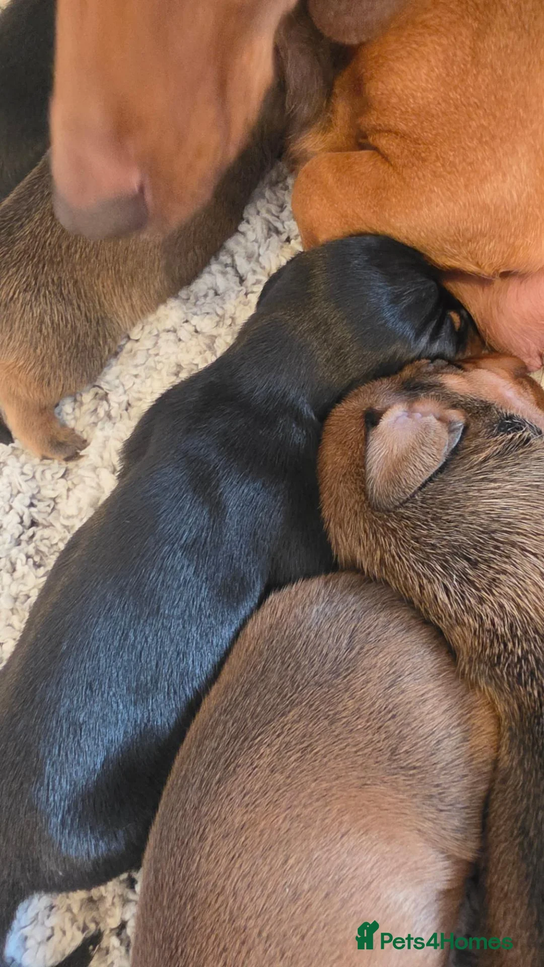 Miniature Dachshund dogs for sale: 5 gorgeous mini daxies  - Advert 2