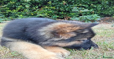 German Shepherd dogs - Advert 4