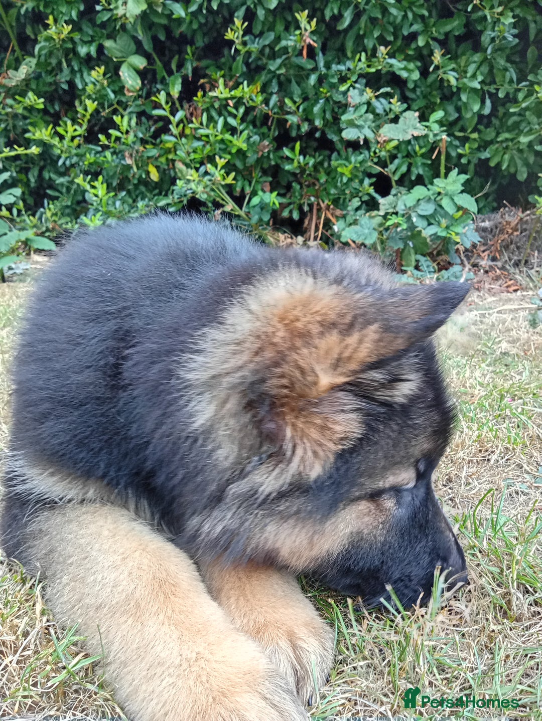 German Shepherd dogs for sale: KC German Shepherd  - Image 3