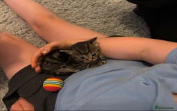 Mixed Breed cats for sale: 5 beautiful kittens for sale  - Image 19