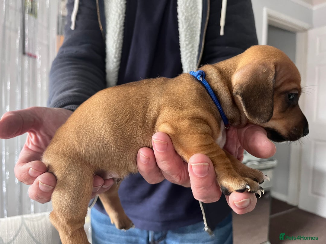 Mixed Breed dogs for sale: 5 Jack Russell x miniature dashound puppies £800 - Image 38