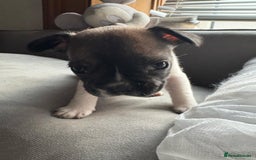 Mixed Breed dogs for sale: french bulldog x jack russell  - Image 3