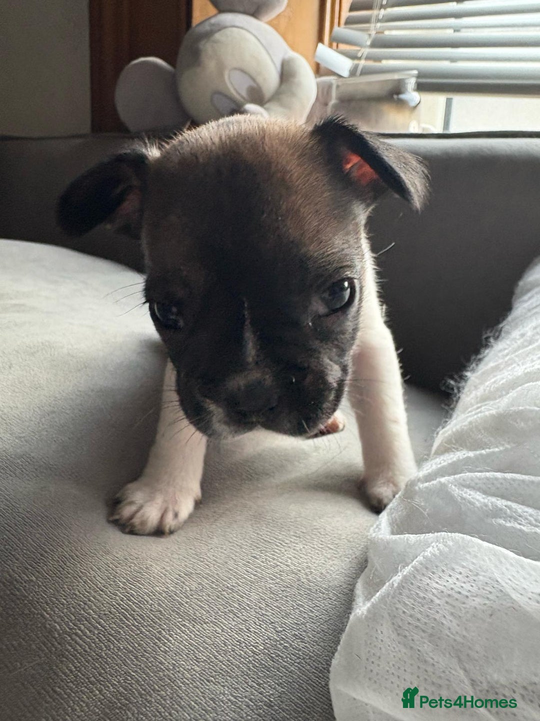Mixed Breed dogs for sale: french bulldog x jack russell  - Image 3