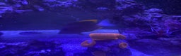 Other/Mixed Breed fish for sale: Marine fish  - Advert 5