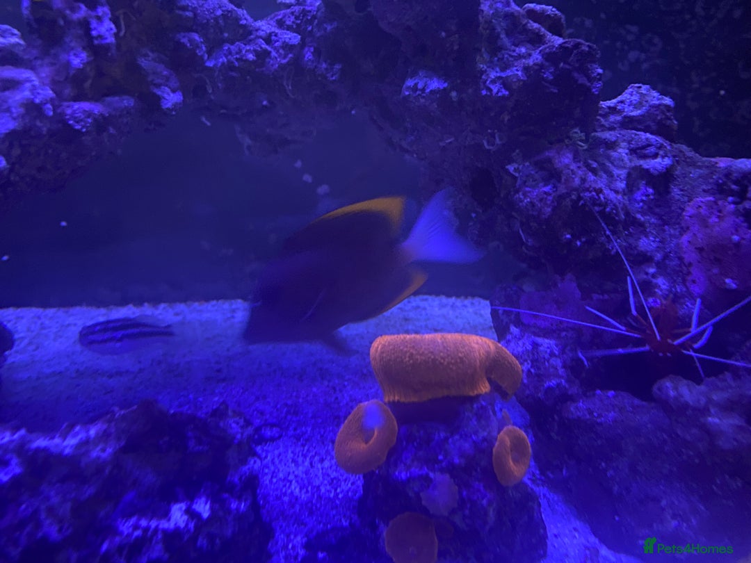 Other/Mixed Breed fish for sale: Marine fish  - Advert 5