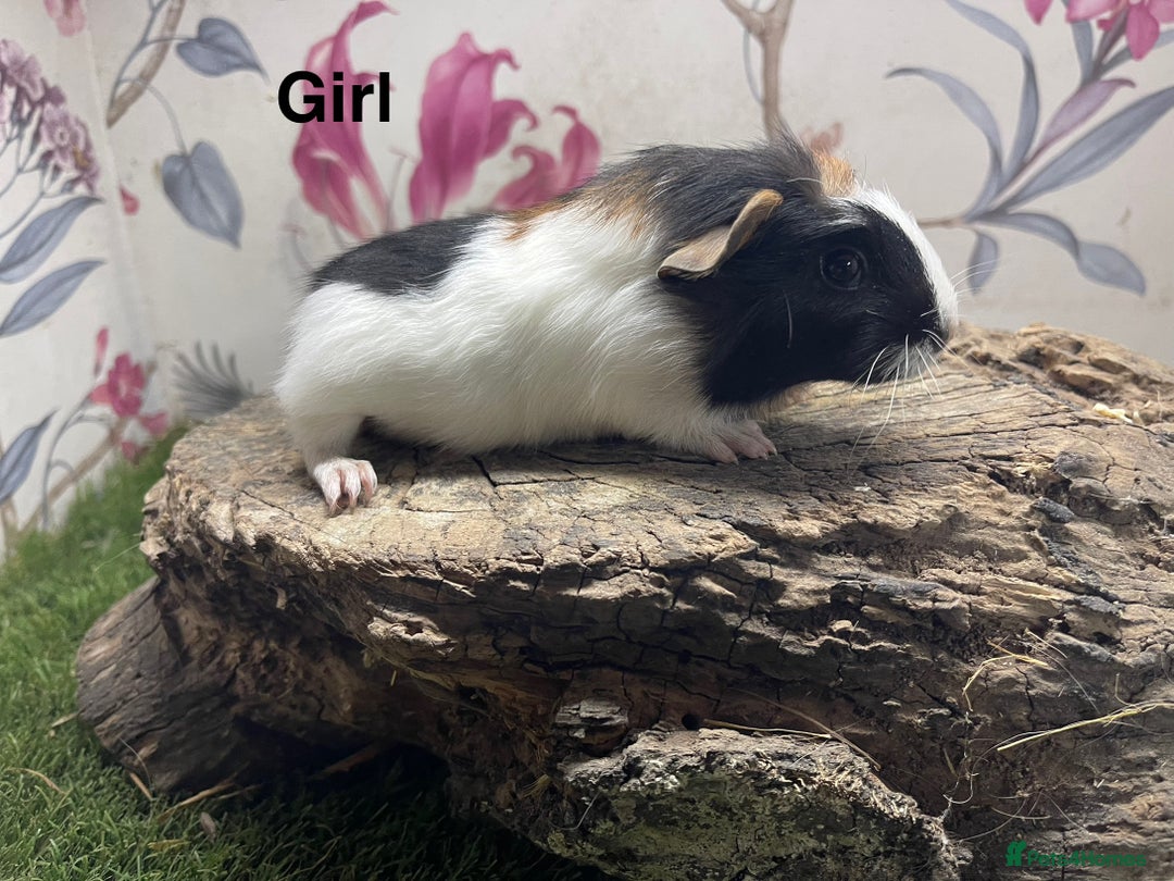 Guinea Pig rodents for sale: Female guinea pigs  - Image 2