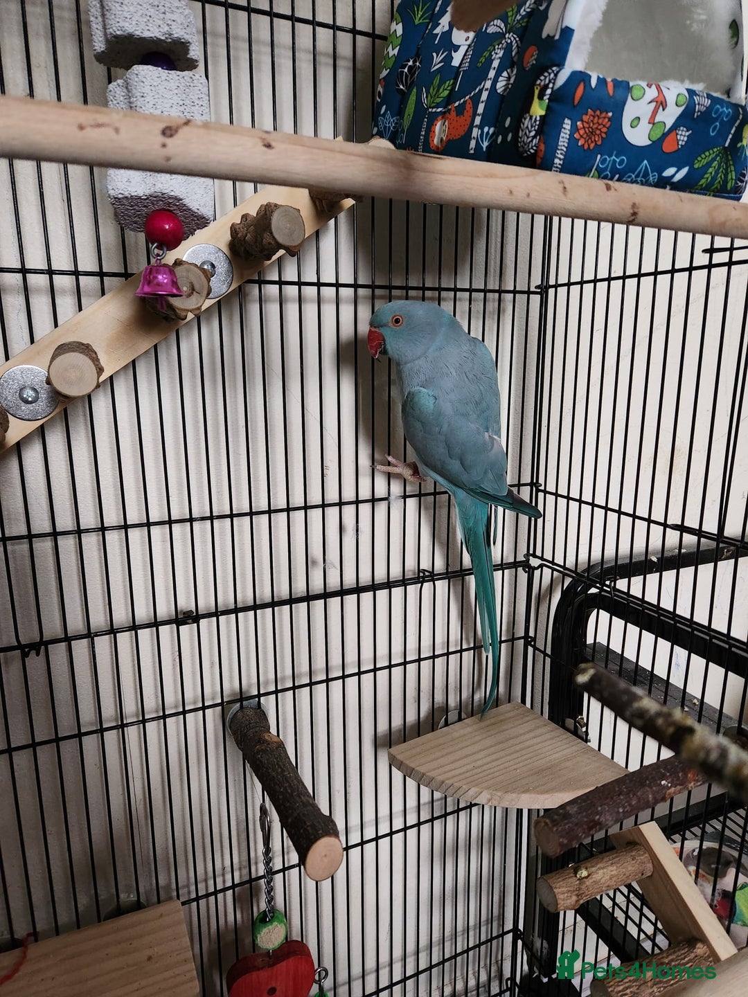 Ringnecks birds for sale: Blue Female Indian Ringneck with cage & much more. - Advert 4