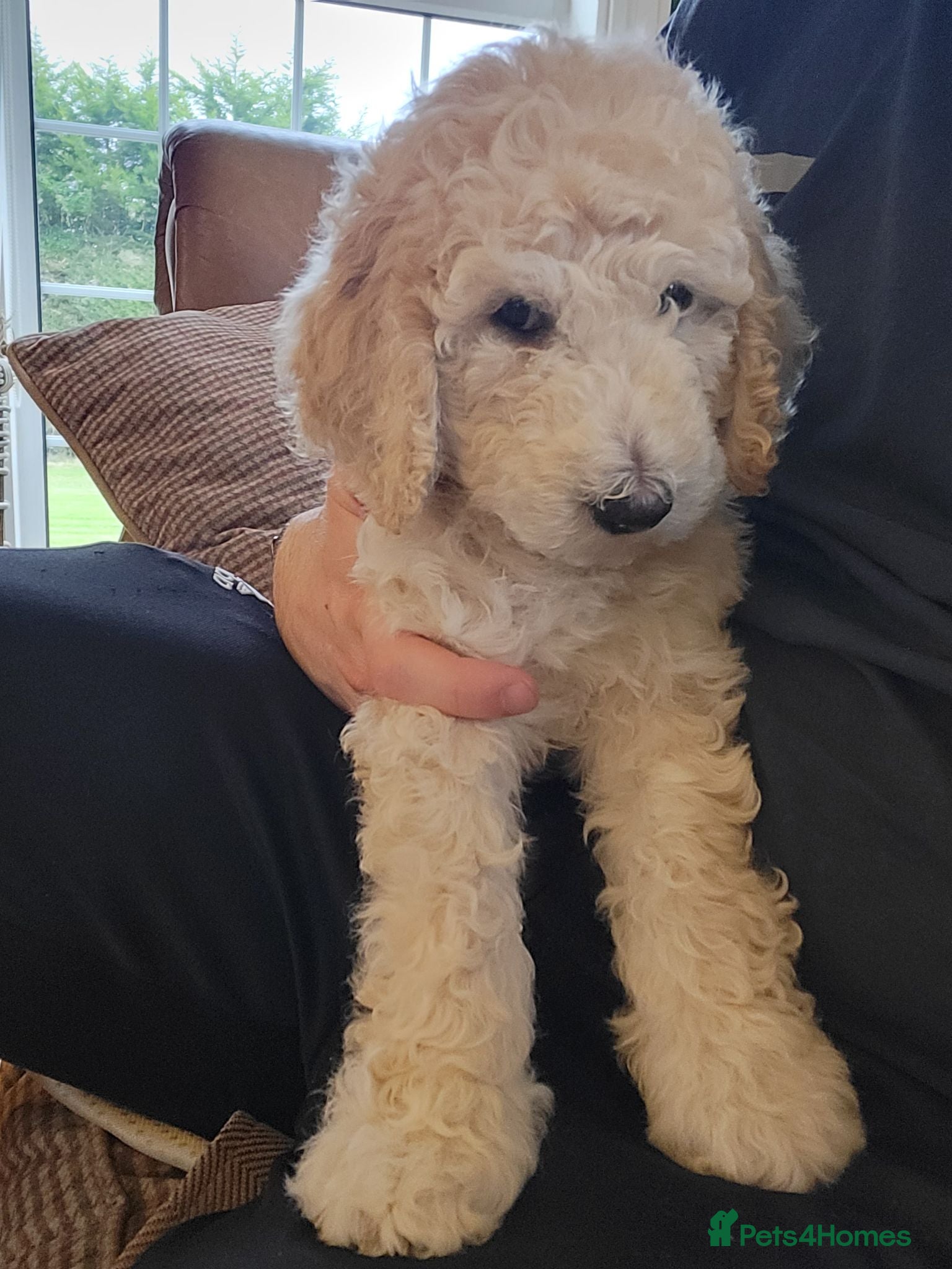 Standard Poodle dogs Standard Poodle Puppies  - Advert 8
