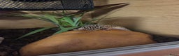 Leopard Gecko reptiles for sale: Leopard Gheko 3 years old - Advert 3