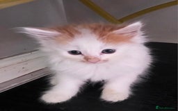 Mixed Breed cats for sale: Beautiful Calico Kittens - Image 1