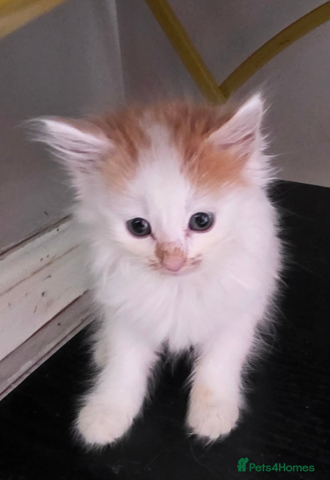 Mixed Breed cats for sale: Beautiful Calico Kittens - Image 1