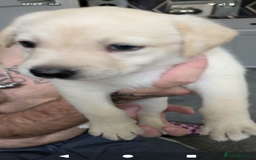 Labrador Retriever dogs for sale: Beautiful Labrador puppy's  - Image 3
