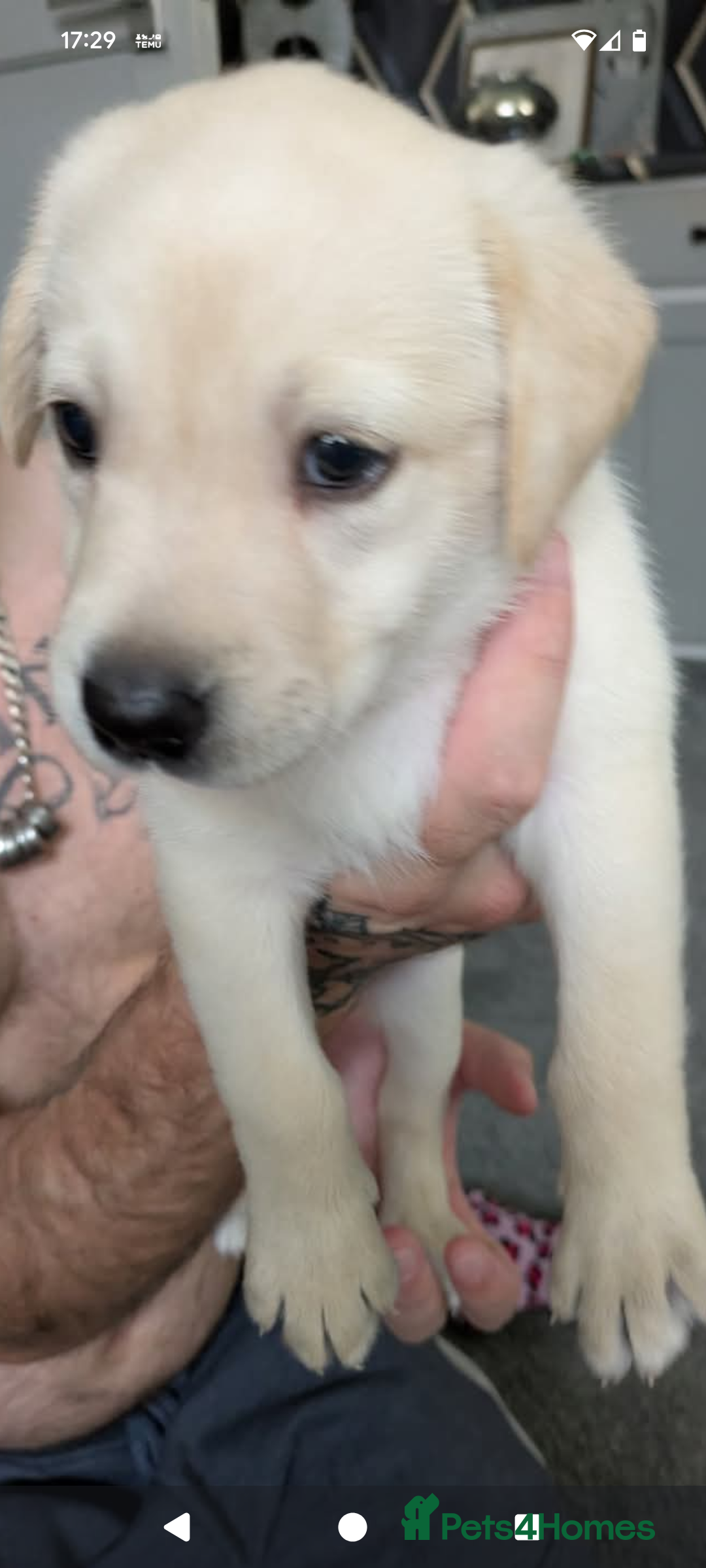 Labrador Retriever dogs for sale: Beautiful Labrador puppy's  - Image 3
