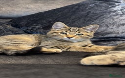 American Shorthair cats for sale: 3 Tabby kittens and 1 bombay kitten - Image 4