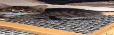 Kitten 2