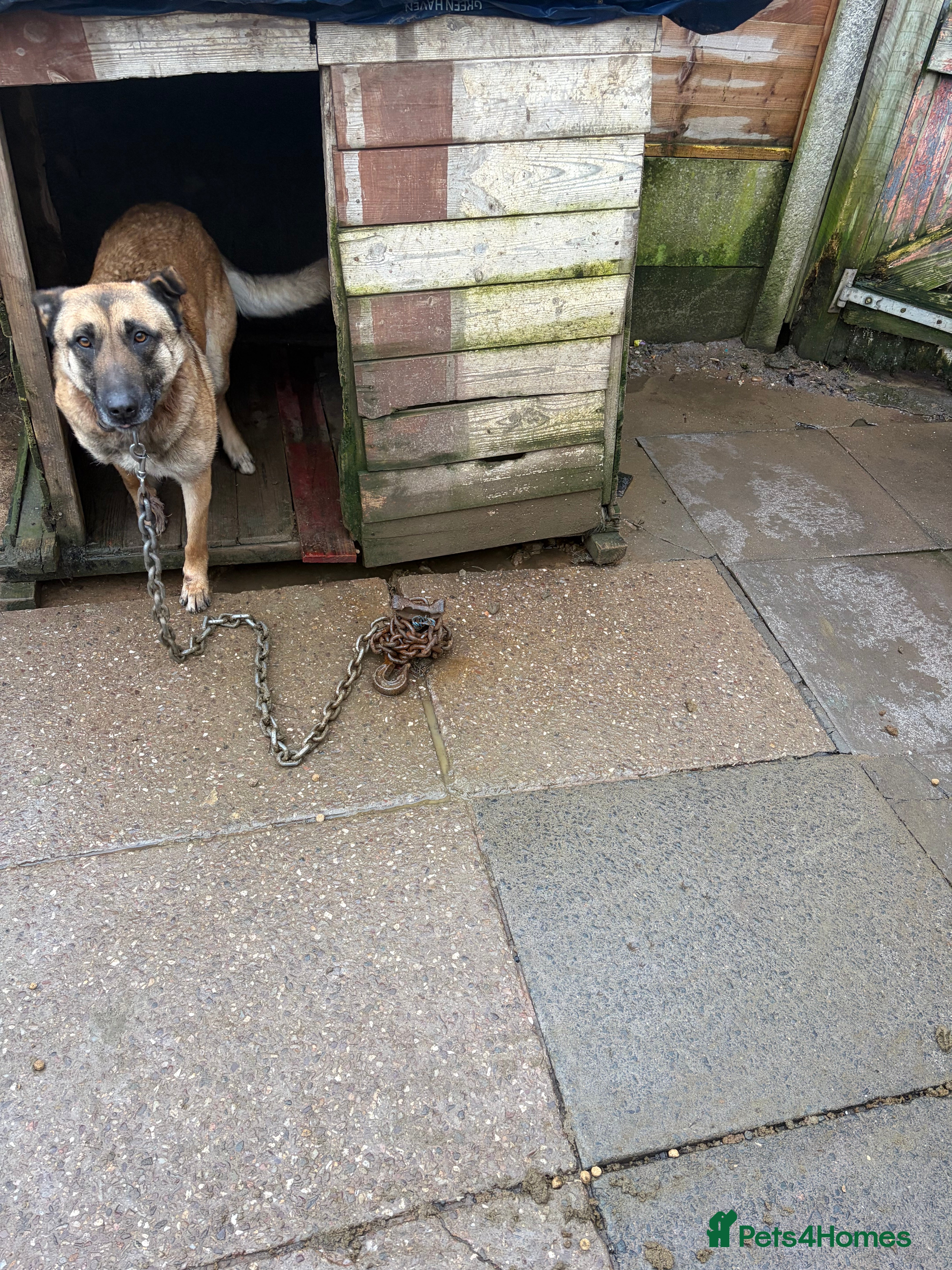 Belgian Shepherd Dog dogs Belgian Minoions in Birmingham - Advert 1