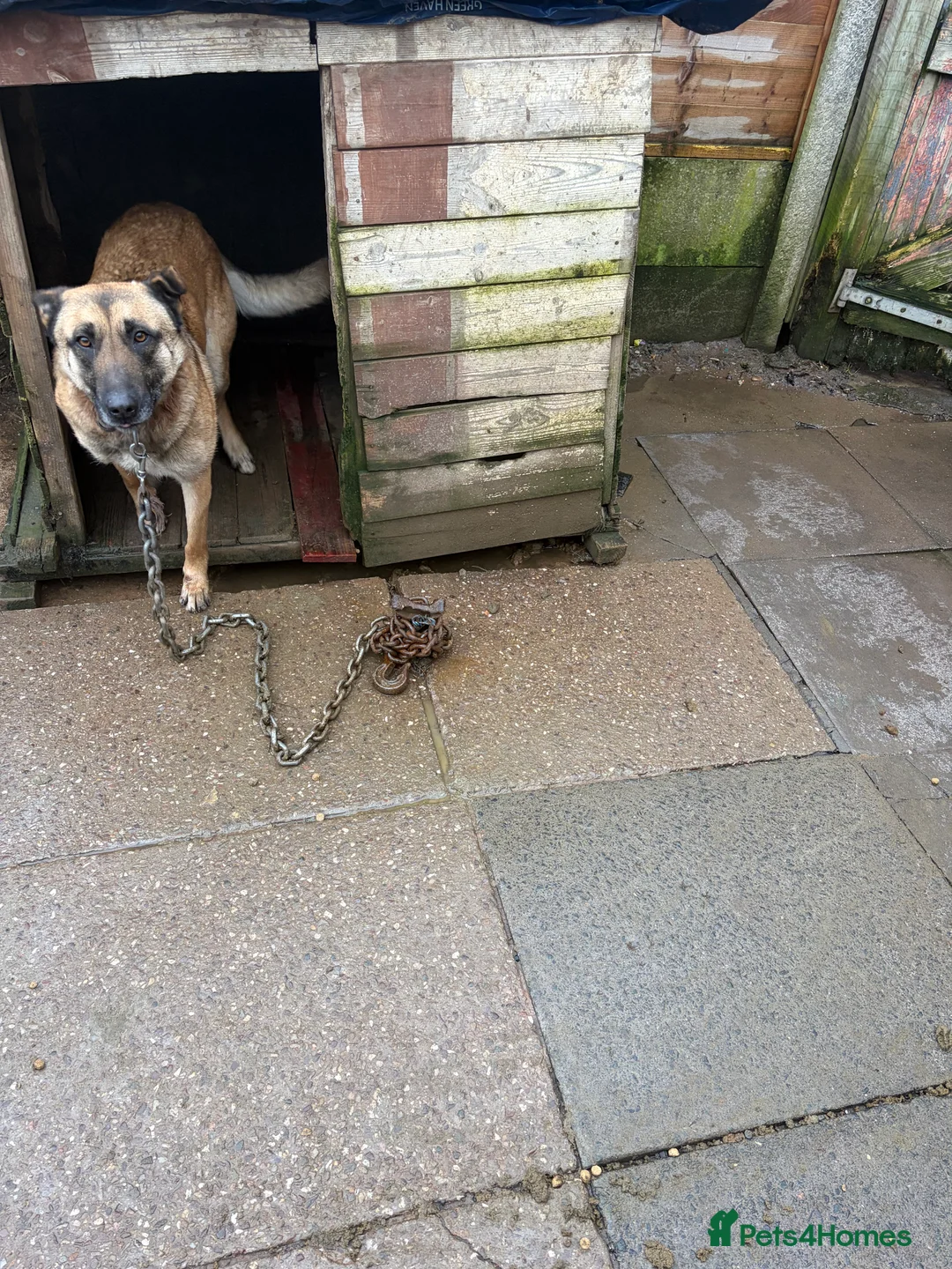 Belgian Shepherd Dog dogs for sale: Belgian Minoions in Birmingham - Advert 1