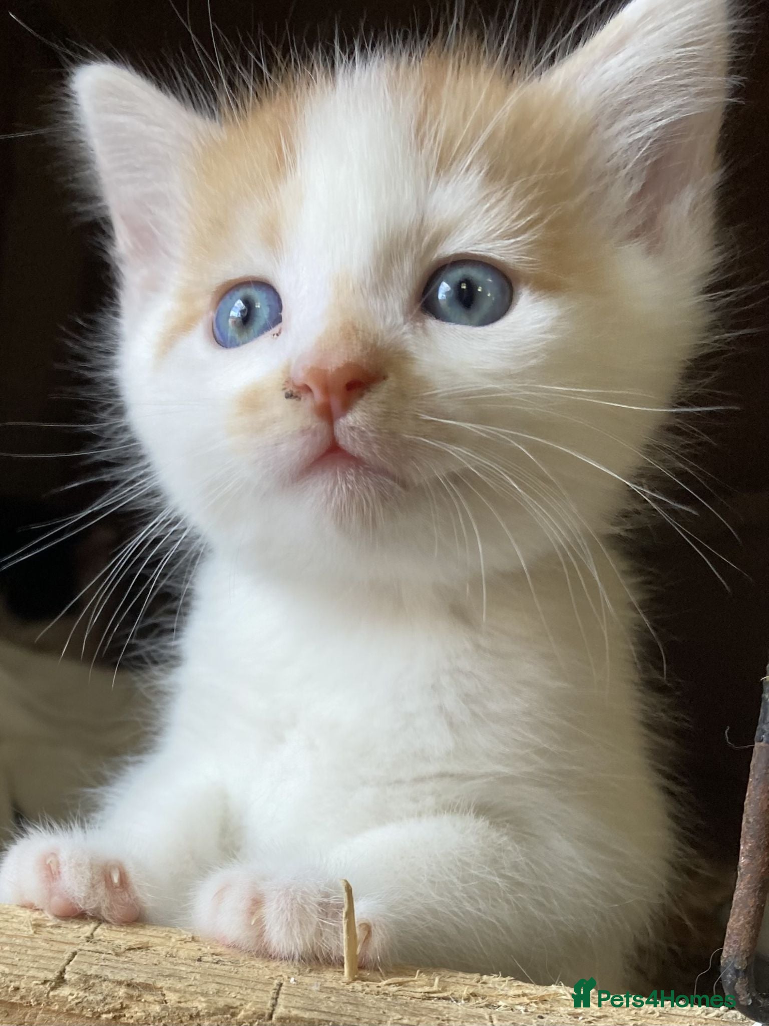 Mixed Breed cats FLUFFY FRIENDLY KITTENS FOR SALE - Advert 12