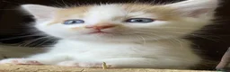 Mixed Breed cats for sale: FLUFFY FRIENDLY KITTENS FOR SALE - Advert 1