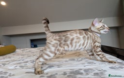 Bengal cats for sale: 🖤🤎🤍 Beautiful Bengal Kittens 🤍🤎🖤 in Barnoldswick - Image 4