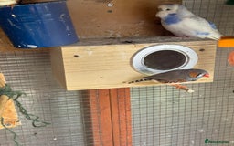 Budgerigars birds for sale: Budgie - Image 8