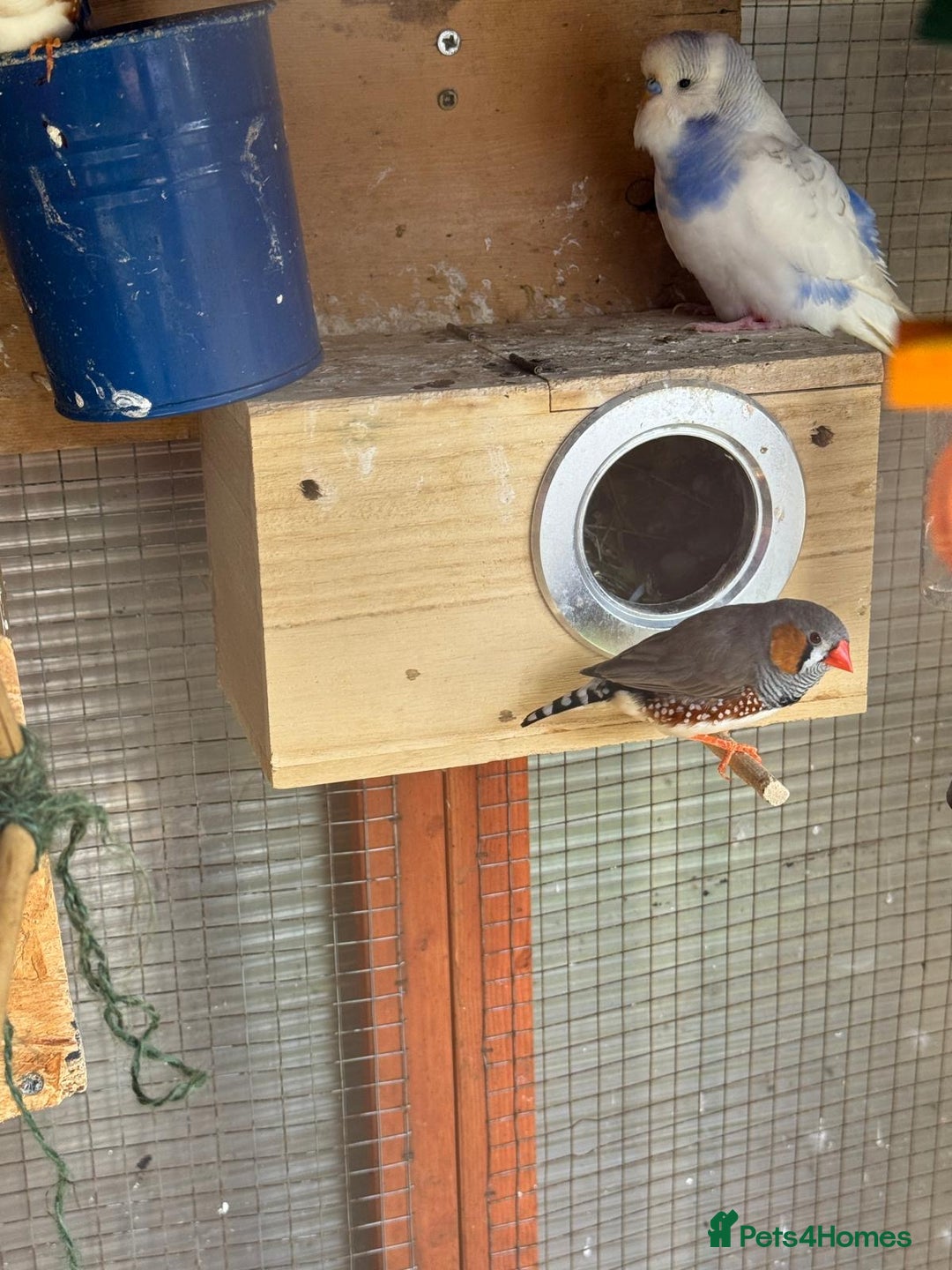 Budgerigars birds for sale: Budgie - Image 8