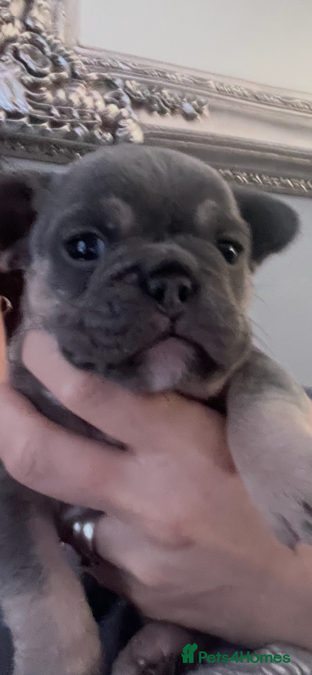 Mixed Breed dogs for sale: Beautiful freelance bulldogs  - Advert 1