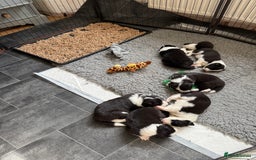 Border Collie dogs for sale: Beautiful border collie puppies  - Image 4