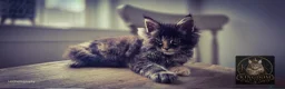 Maine Coon cats for sale: TICA REGISTERED MAINE COONS - Advert 23
